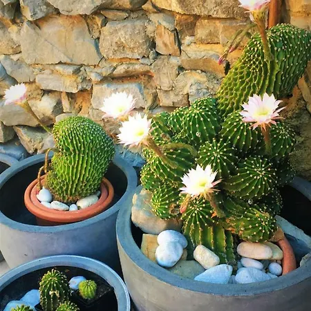 House Barbara 아파트 *